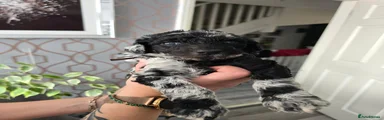 Black/silver merle - Channel 