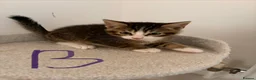 Mixed Breed cats for sale: Lovely playful kittens  - Advert 24