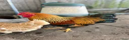 Chickens poultry for sale: Gold Partridge Wynadotte Bantum Cockerel  - Advert 2