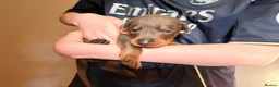 Dobermann dogs for sale: 7 Beautiful Dobermann puppies of mixed colours. in Reading - Advert 6