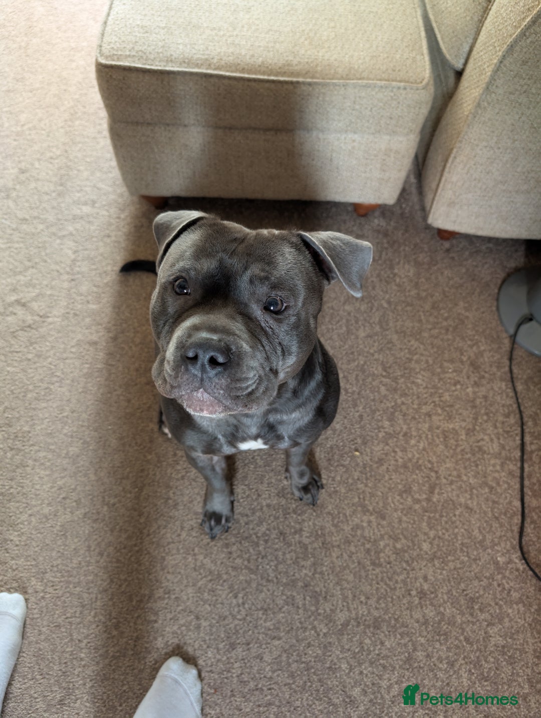 Staffordshire Bull Terrier dogs for sale: Looking to rehome a blue staffy - Image 3