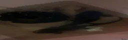 Axolotl reptiles for sale: 3 axolotls  - Advert 2