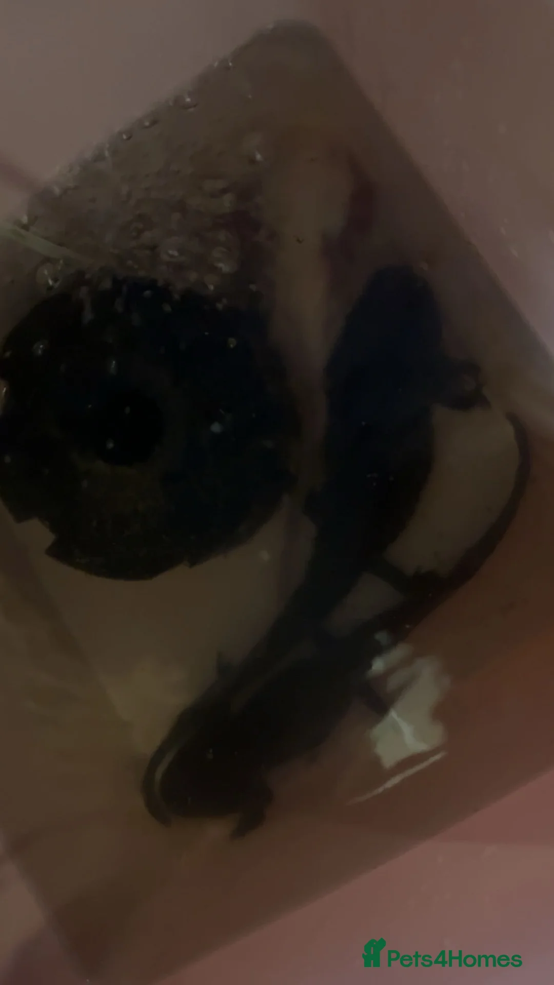 Axolotl reptiles for sale: 3 axolotls  - Advert 2