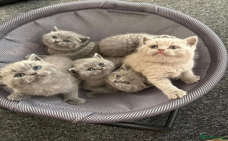 British Shorthair cats - Advert 10