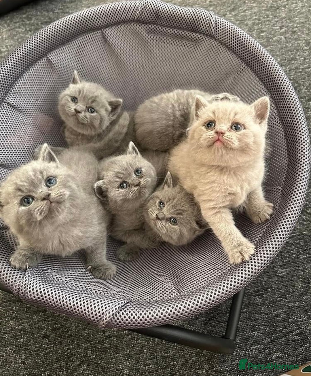 British Shorthair cats for sale: Stunning British Shorthair ready to reserve  - Image 1
