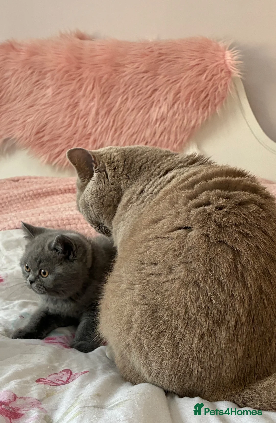 British Shorthair cats for sale: 💥💙 BEAUTIFUL BLUE MALE KITTEN CHAMPION LINES  - Advert 2