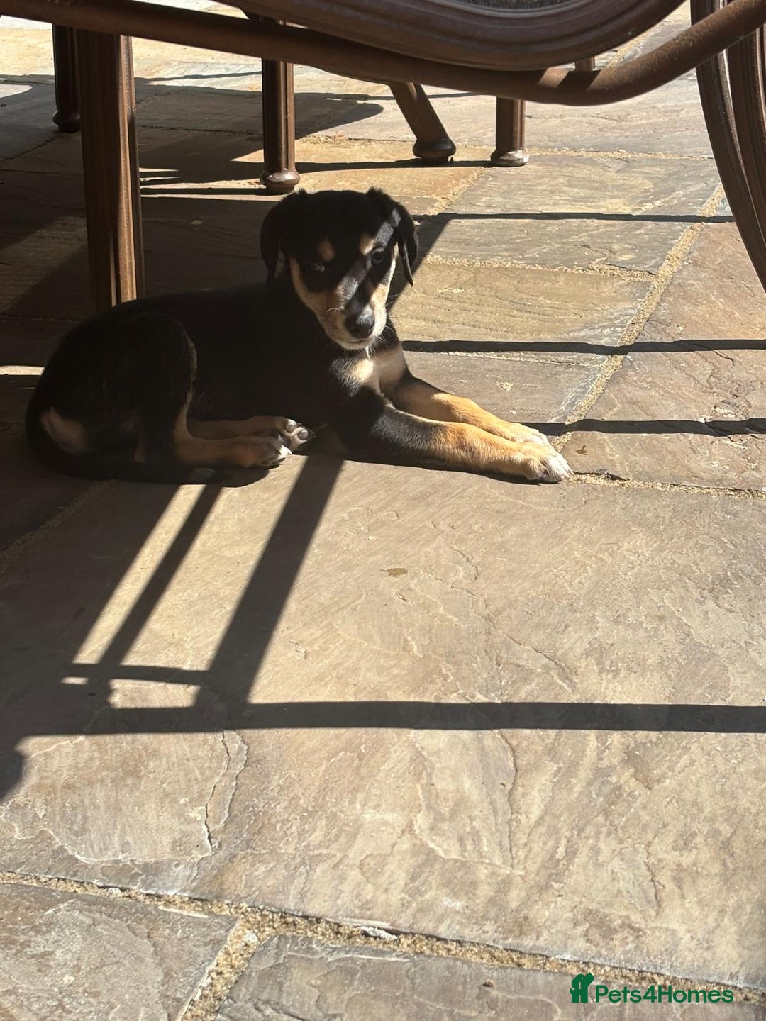 Mixed Breed dogs for sale: Saluki whippet greyhounds  - Image 16