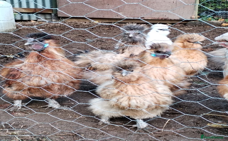 Chickens poultry - Advert 9