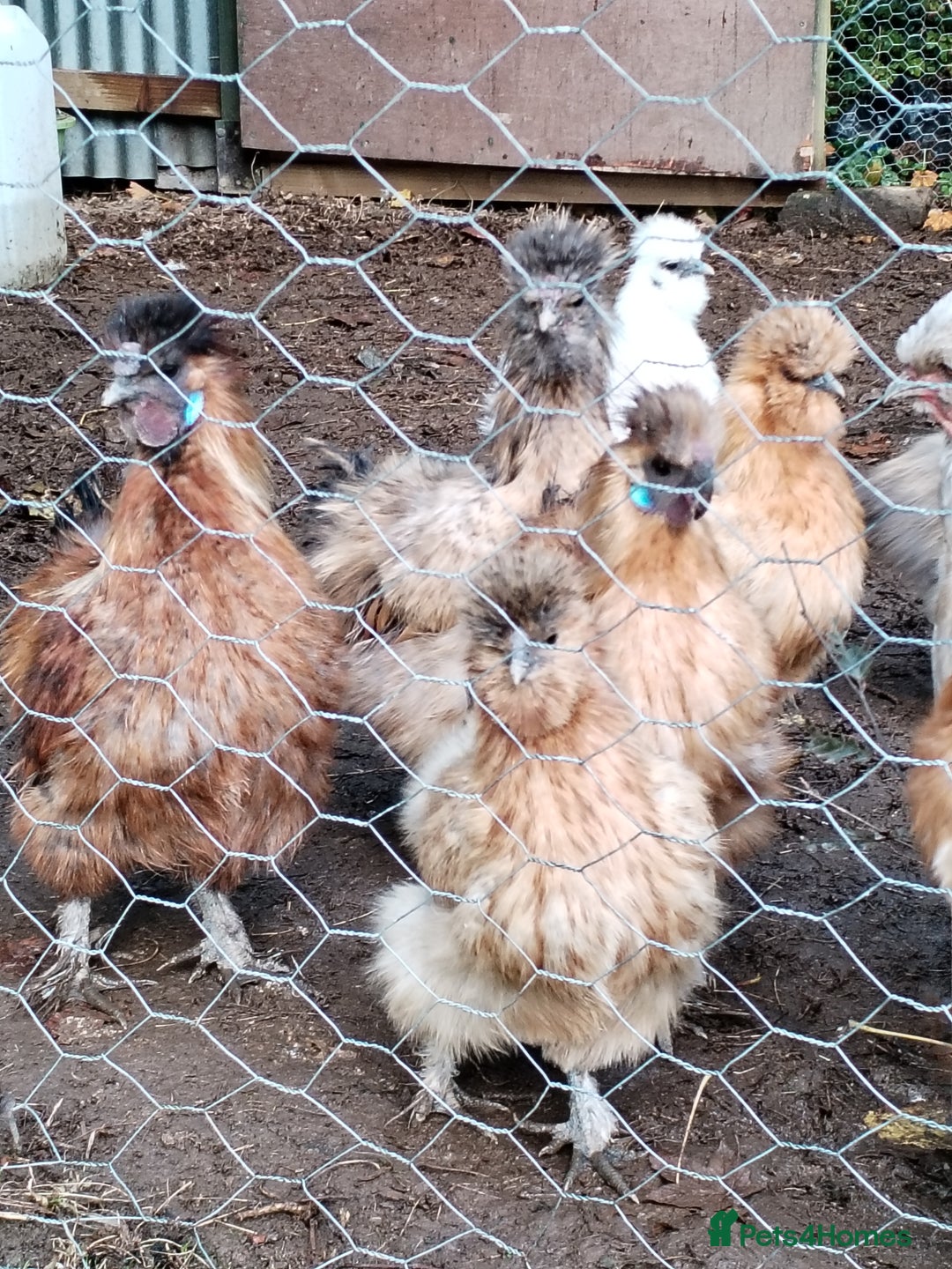 Chickens poultry for sale: Silkie chickens POL - Image 1