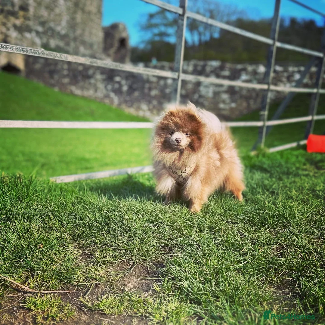 Pomeranian dogs for stud: TINY lilac Russian Pom  in Bridgend - Advert 5