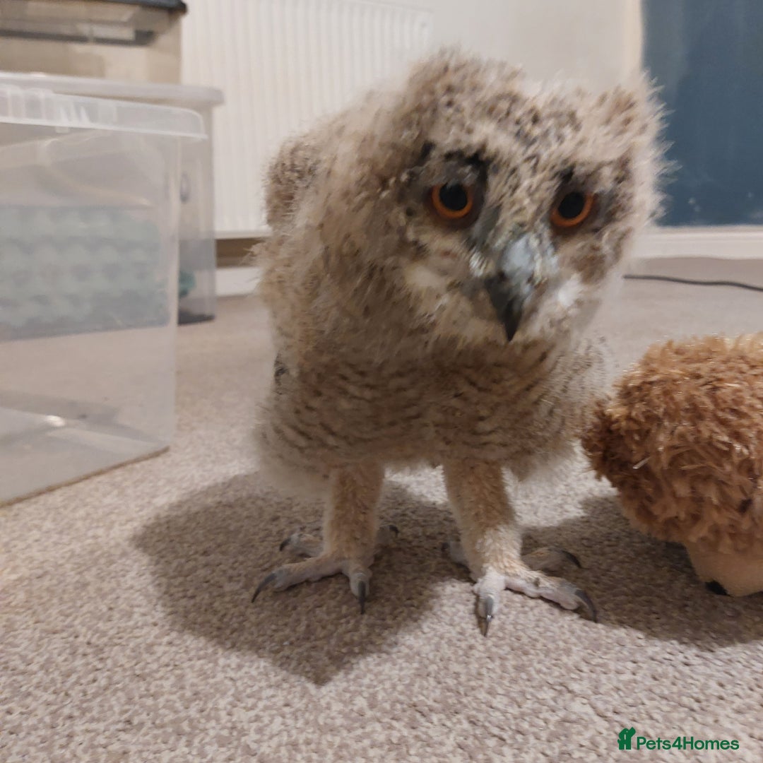 Mixed Breed birds for sale: Bengalese rock eagle owlet - Advert 3