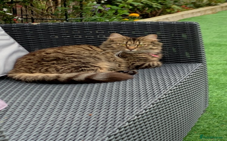 Maine Coon cats - Advert 1