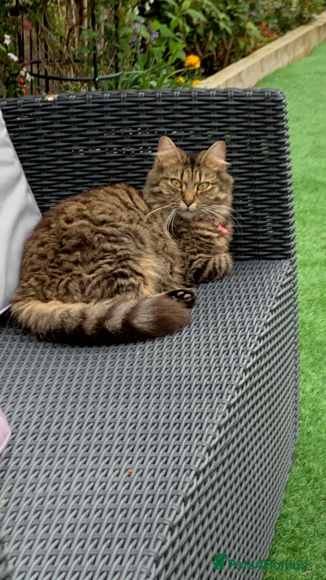 Maine Coon cats for sale: Maincoon/British shorthair  - Image 1