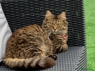 Maine Coon cats for sale - Advert 2