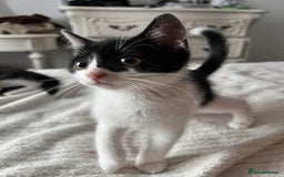 Mixed Breed cats for sale: Kittens for adoption - Image 2