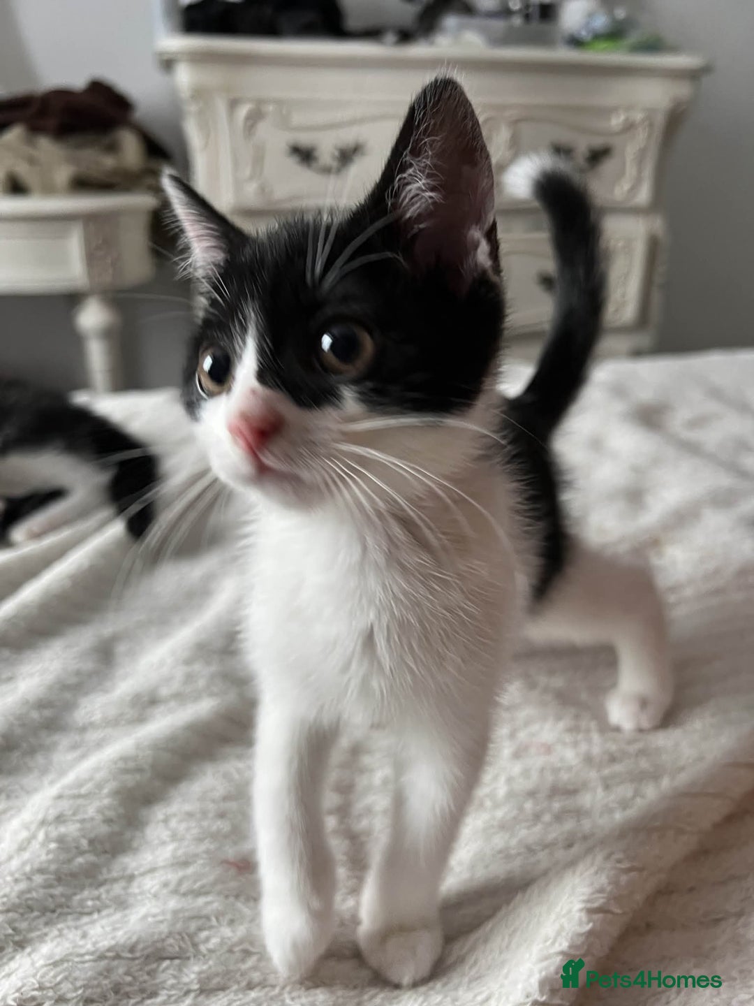Mixed Breed cats for sale: Kittens for adoption - Image 2
