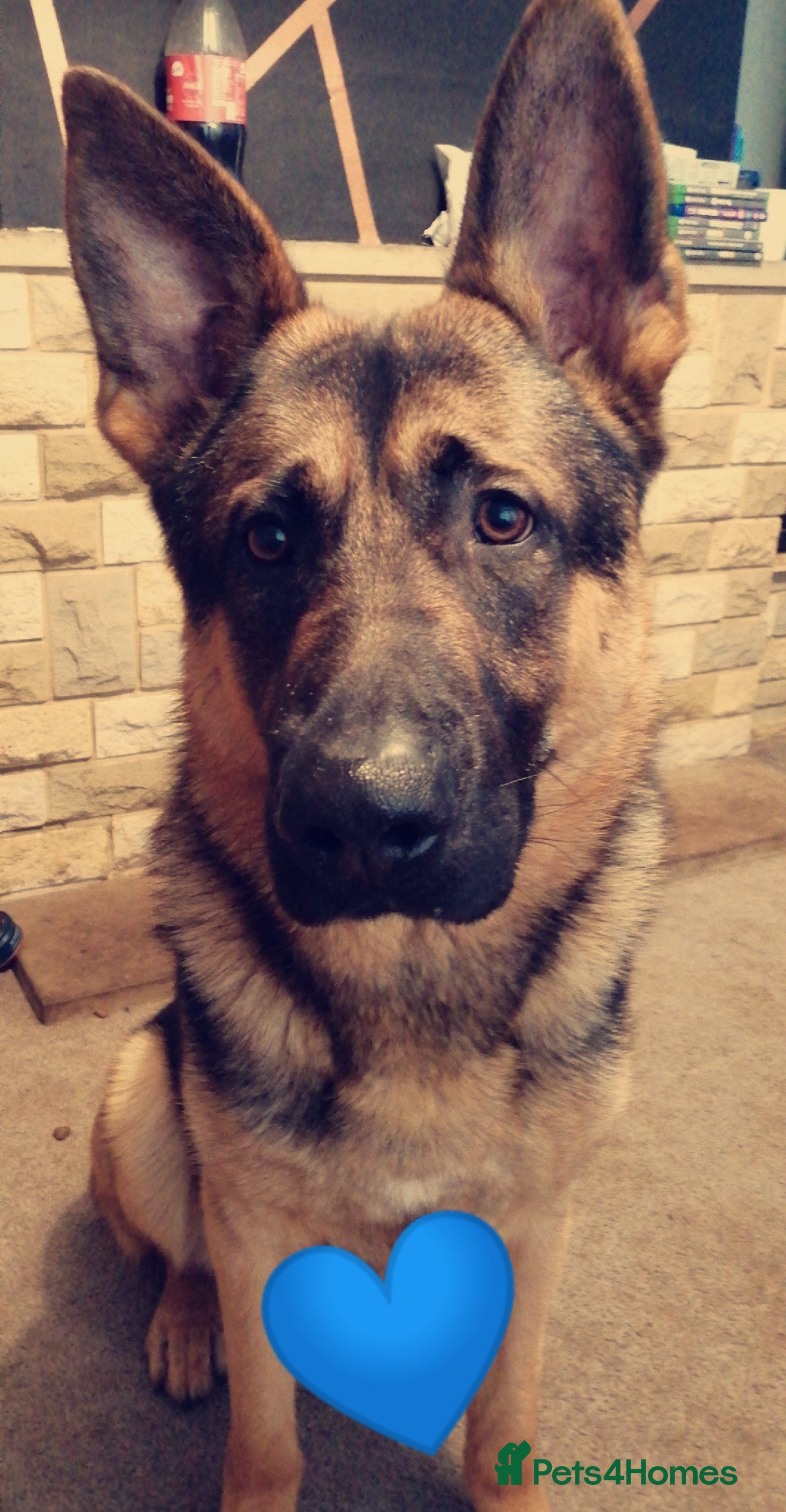 German Shepherd dogs Adult German Shepherd in need of a loving home♡ - Advert 1