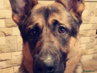 German Shepherd dogs Adult German Shepherd in need of a loving home♡ - Advert 1