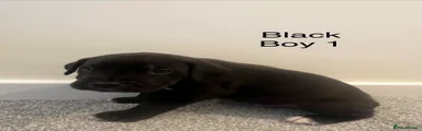 Cane Corso 2