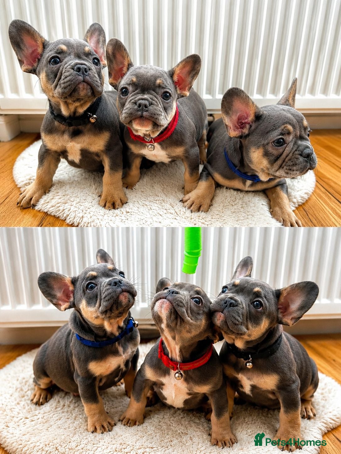 French Bulldog dogs French bulldog Grey Lilac Than  - Advert 1