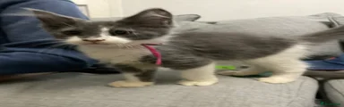  Kitten 2