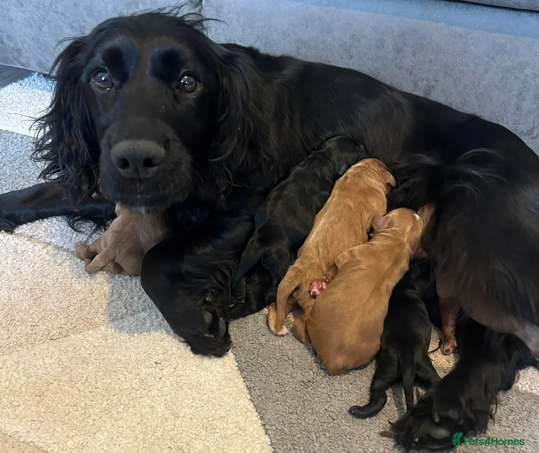 Cockapoo dogs for sale: Beautiful F1 cockapoo puppies available  - Advert 19