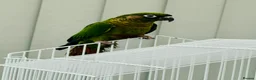 Conures birds for sale: Maroonbellied Conure - Advert 2