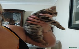 Mixed Breed cats for sale: Beutyful bengal babies wisbech 🐈😻 - Advert 7