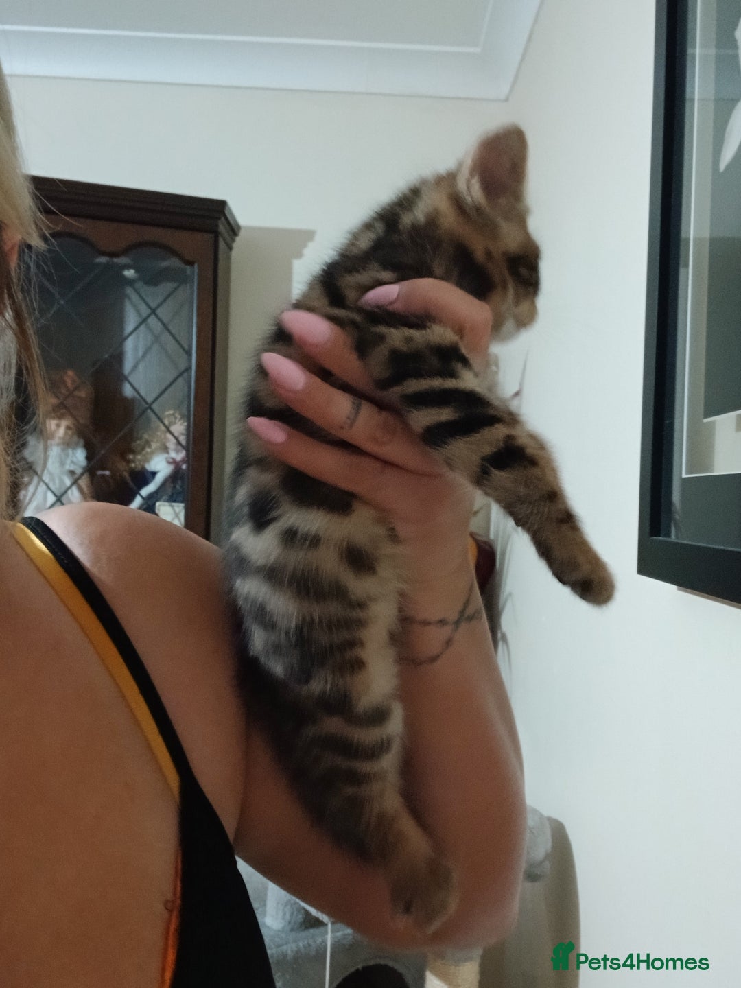 Mixed Breed cats for sale: Beutyful bengal babies wisbech 🐈😻 - Advert 7