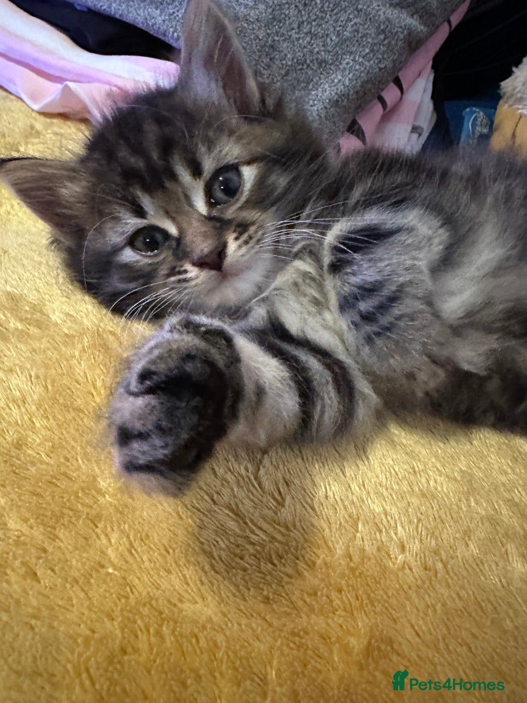 Mixed Breed cats for sale: 3 Half Ragdoll kittens; 2 boys and 1 girl - Advert 11