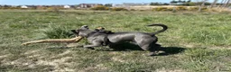 Staffordshire Bull Terrier dogs for stud: Stunning Blue Staffordshire Bull Terrier at Stud in Camberley - Advert 5