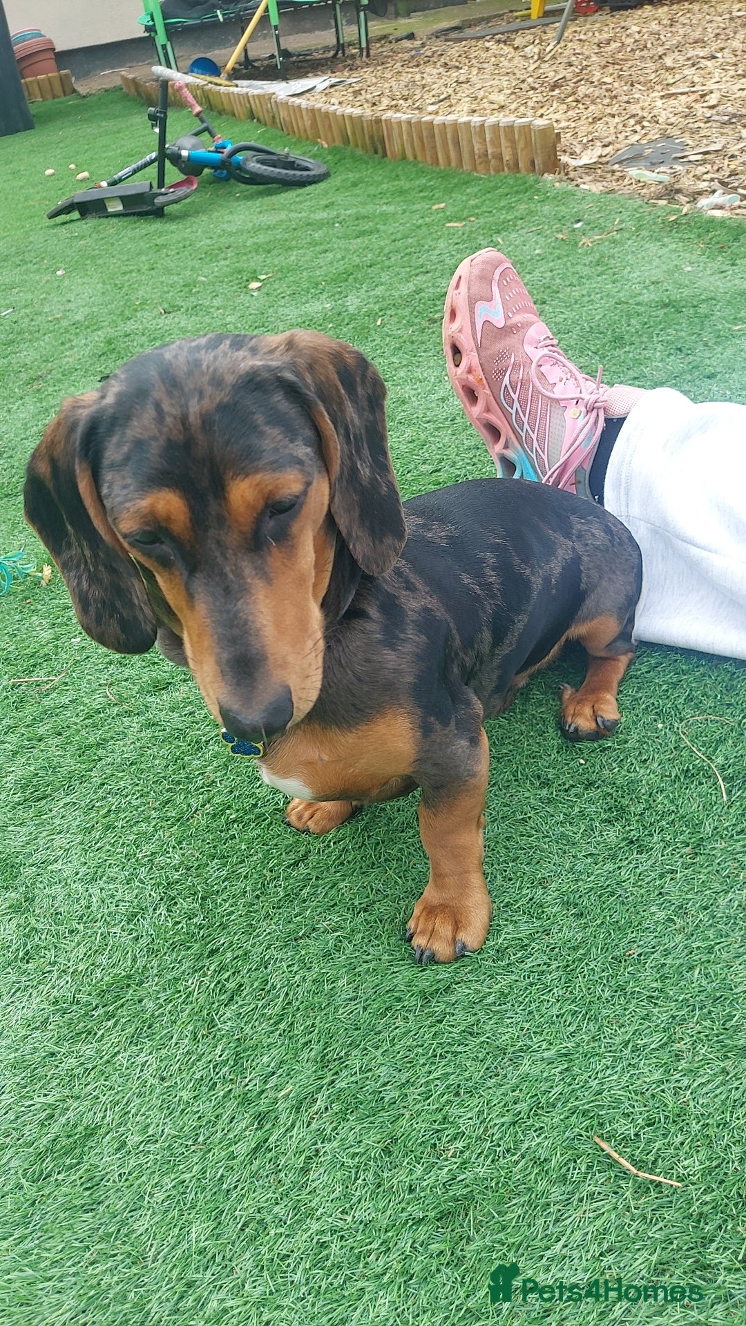 Miniature Dachshund dogs Miniature dashound  - Advert 4