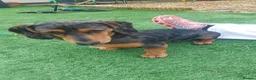 Miniature Dachshund dogs for sale: Miniature dashound  - Advert 1
