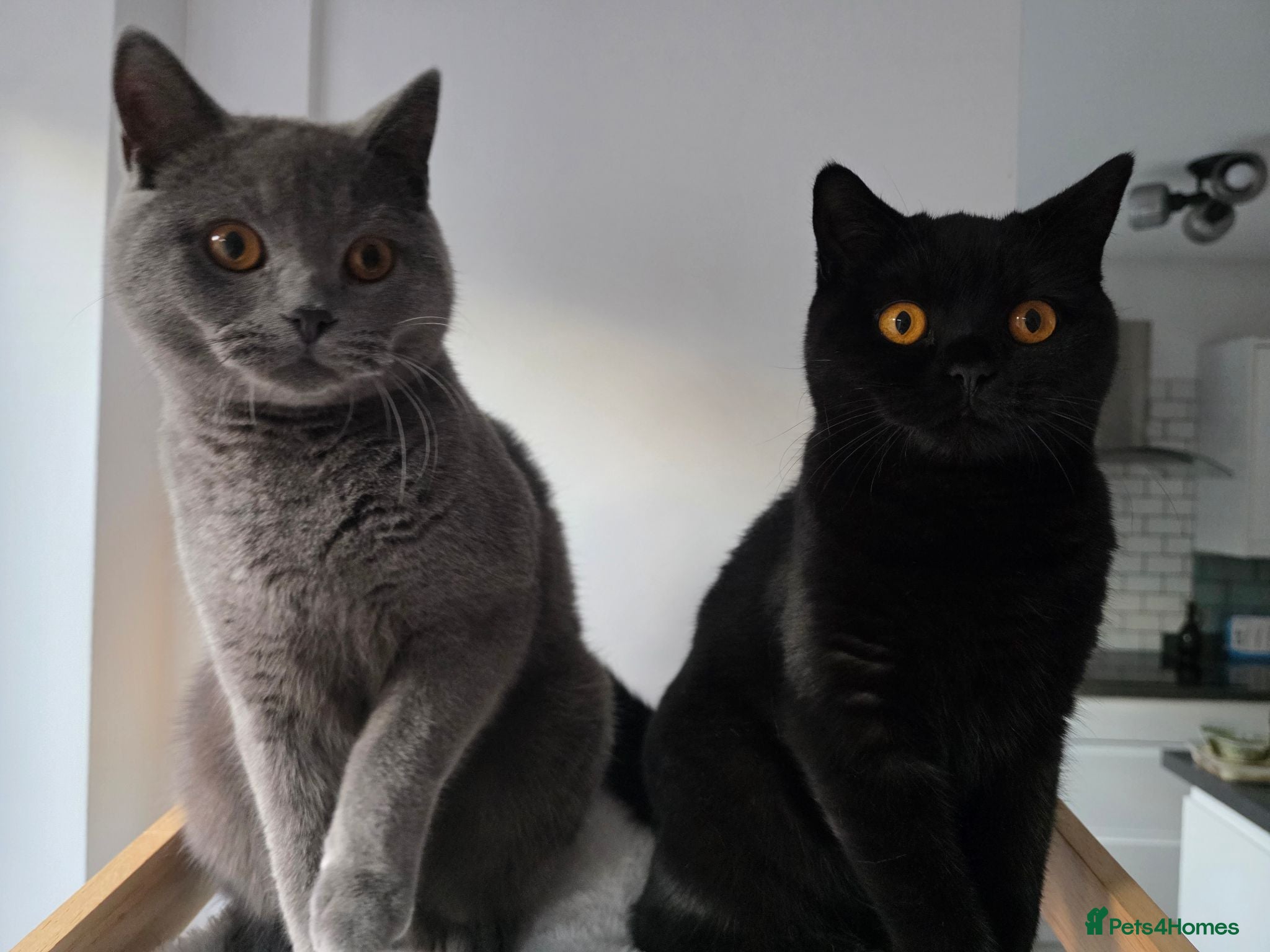 British Shorthair cats Two Beautiful British Shorthairs - Advert 7