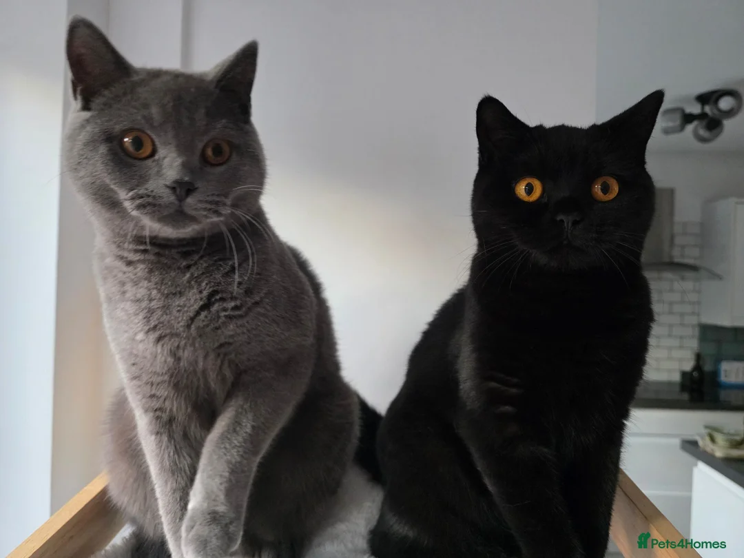 British Shorthair cats for sale: Two Beautiful British Shorthairs - Advert 1