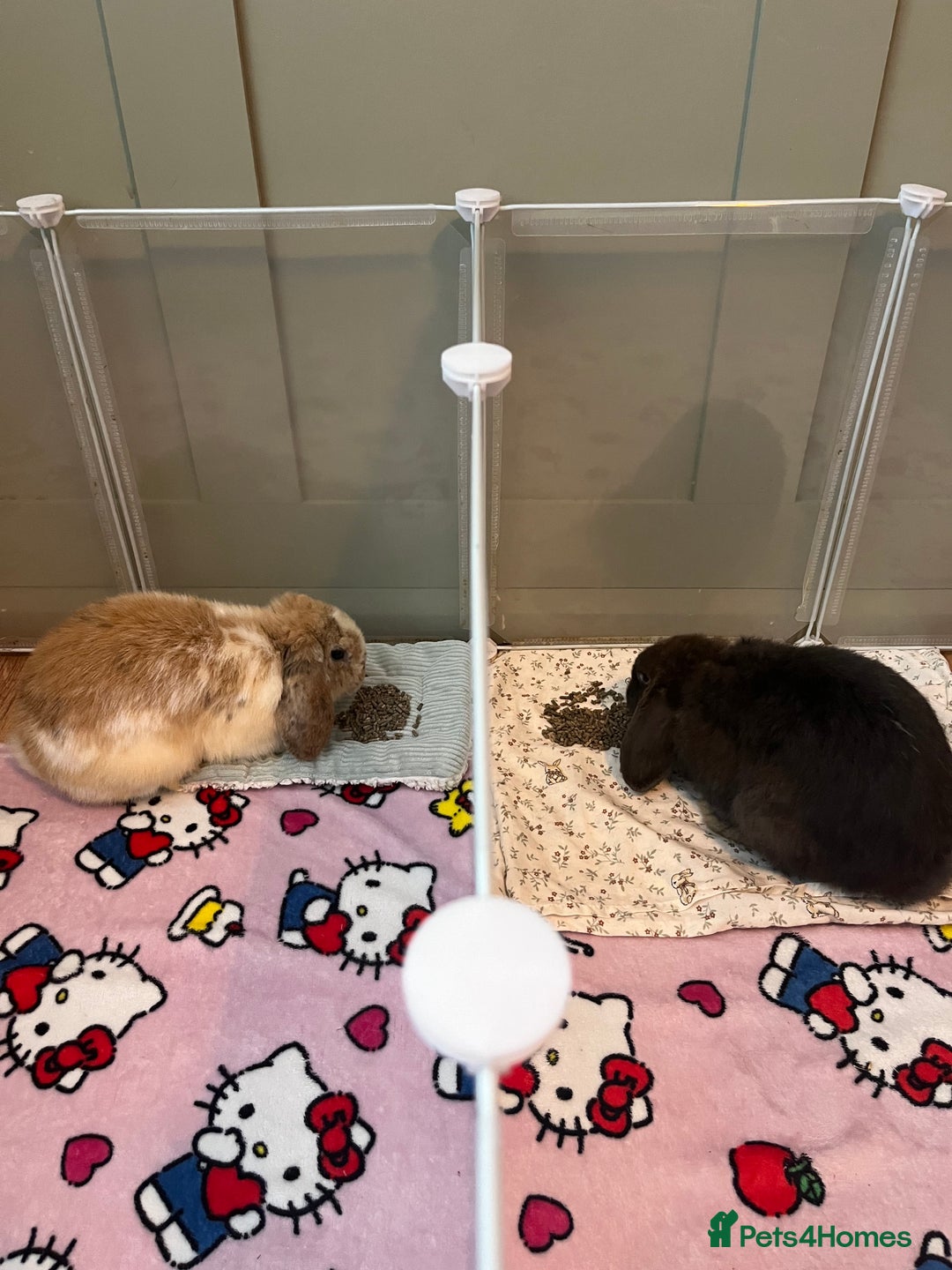 Mini Lop rabbits for sale: Sold   - Advert 9