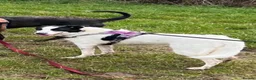 Border Collie dogs for sale: Dixie (5yrs) - Advert 4