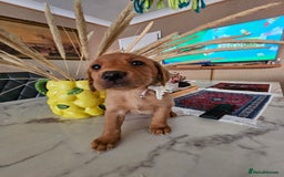 Labrador Retriever dogs for sale: Red Fox Labrador . Ready to Leave 😘 - Image 22