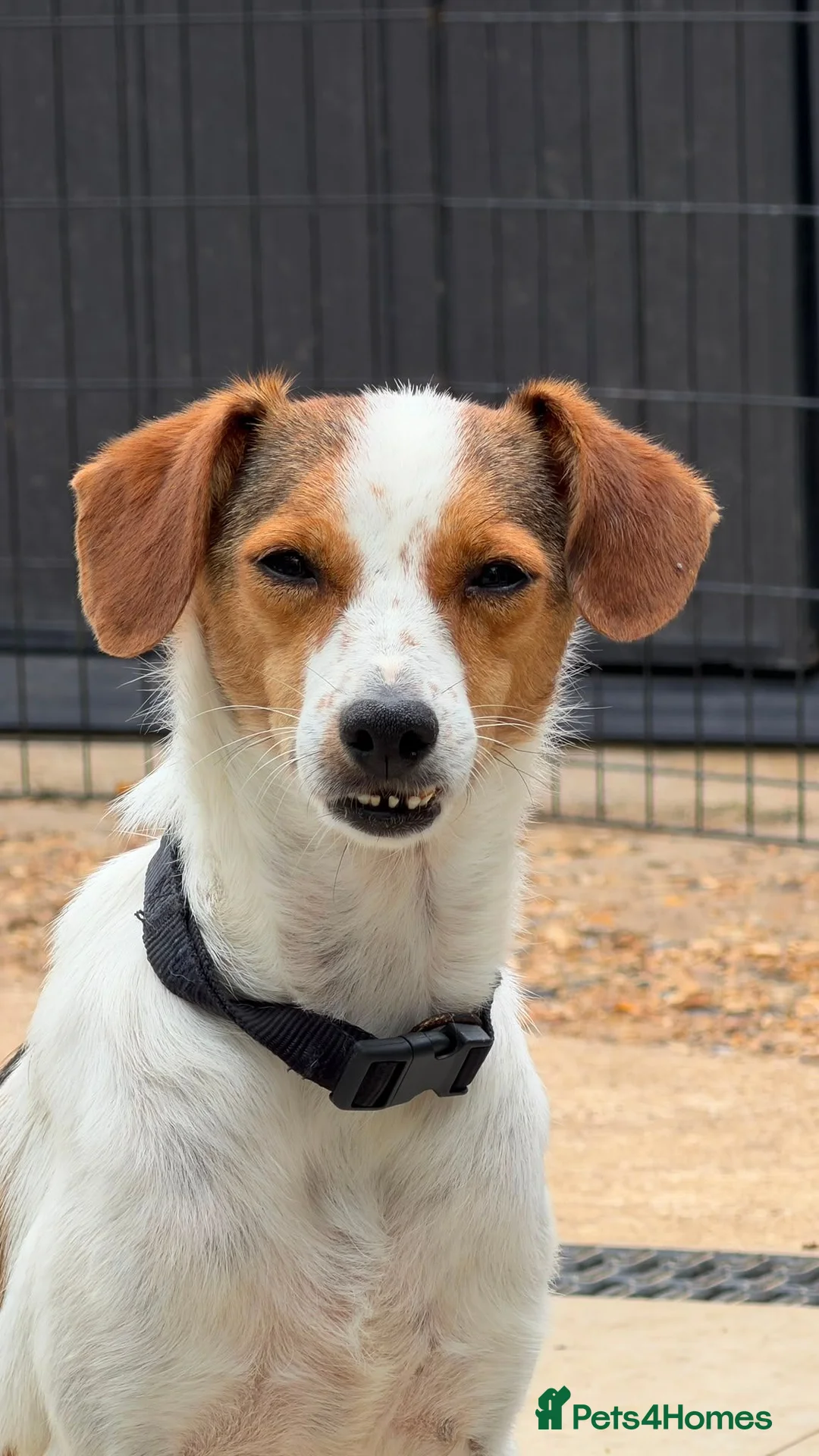 Jack Russell dogs for adoption: Joy — A Gentle Little Jack Russell Mix in St Albans - Advert 2