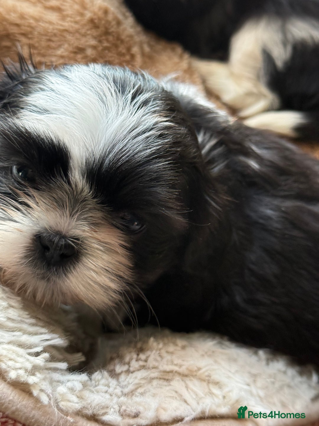 Shih Tzu dogs for sale: READY NOW …Special prices on pups POA  - Advert 7