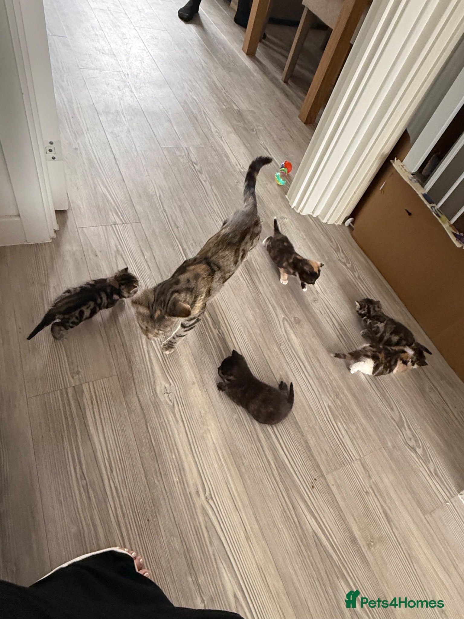 Mixed Breed cats Kittens for sale. 3 x female and 2 x male  - Advert 1