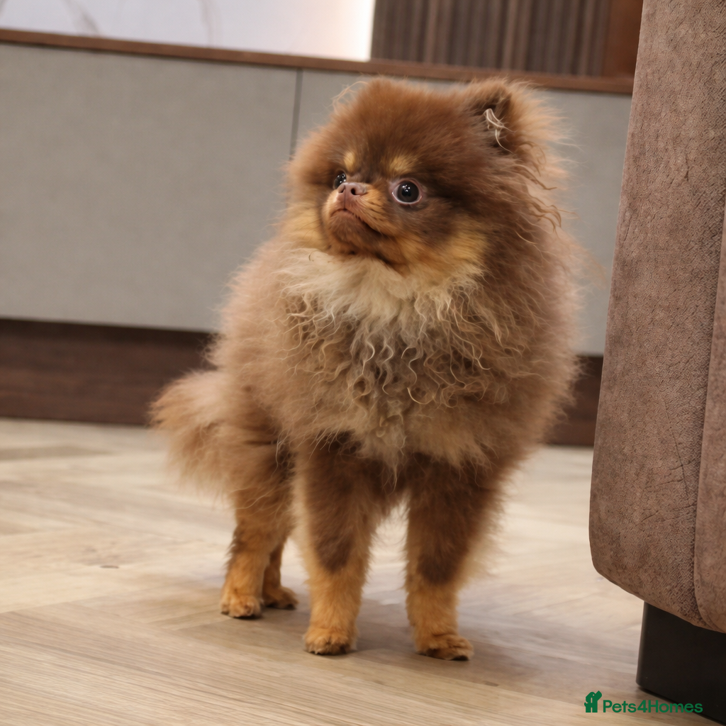 Pomeranian dogs Chocolate and Tan GIRL 🎀💖 - Advert 1