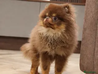 Pomeranian dogs Chocolate and Tan GIRL 🎀💖 - Advert 1