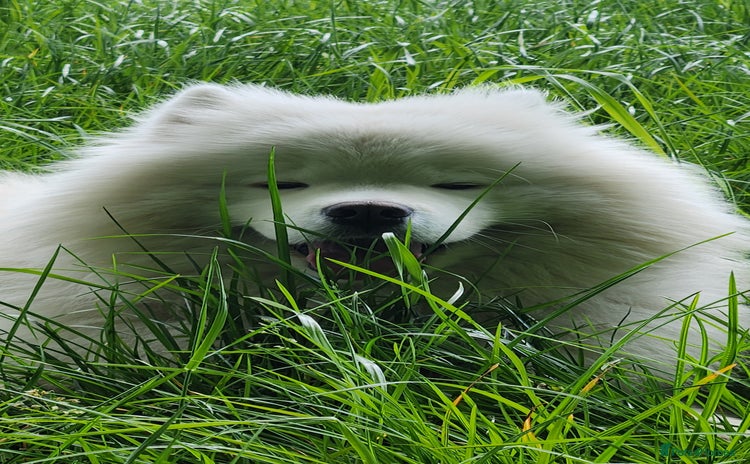 Samoyed dogs - Advert 1