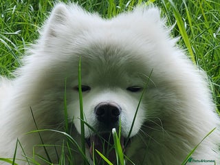 Samoyed dogs - Advert 3