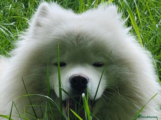 Samoyed dogs Samoyed - Advert 1