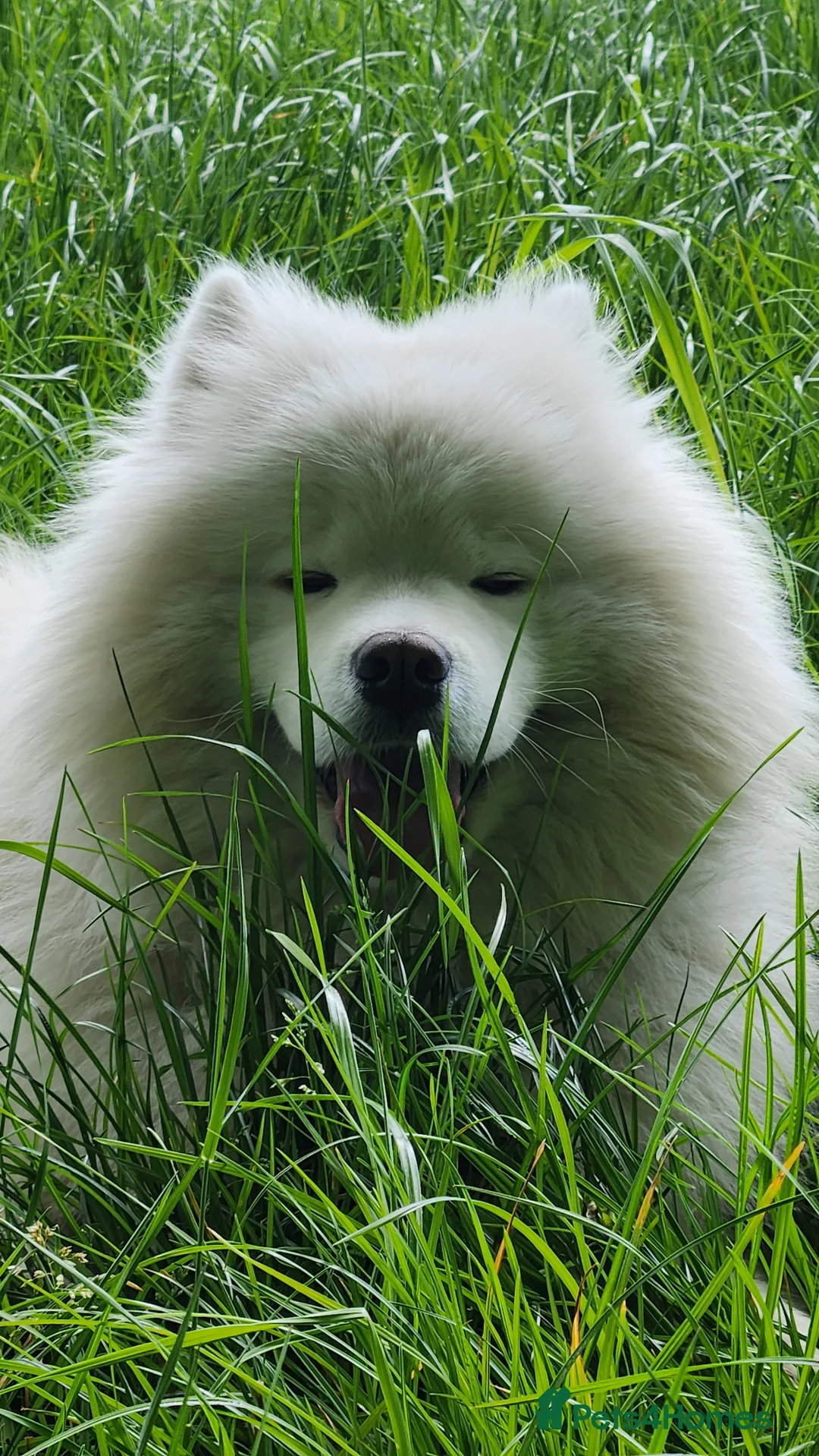 Samoyed dogs for stud: Samoyed  - Advert 1