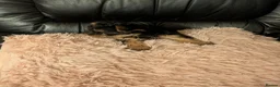 Chihuahua dogs for sale: Three small Yorkshire terriers for sale - Advert 29