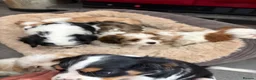 Cavalier King Charles Spaniel dogs for sale: Beautiful Cavalier King Charles Puppies for Sale - Advert 4