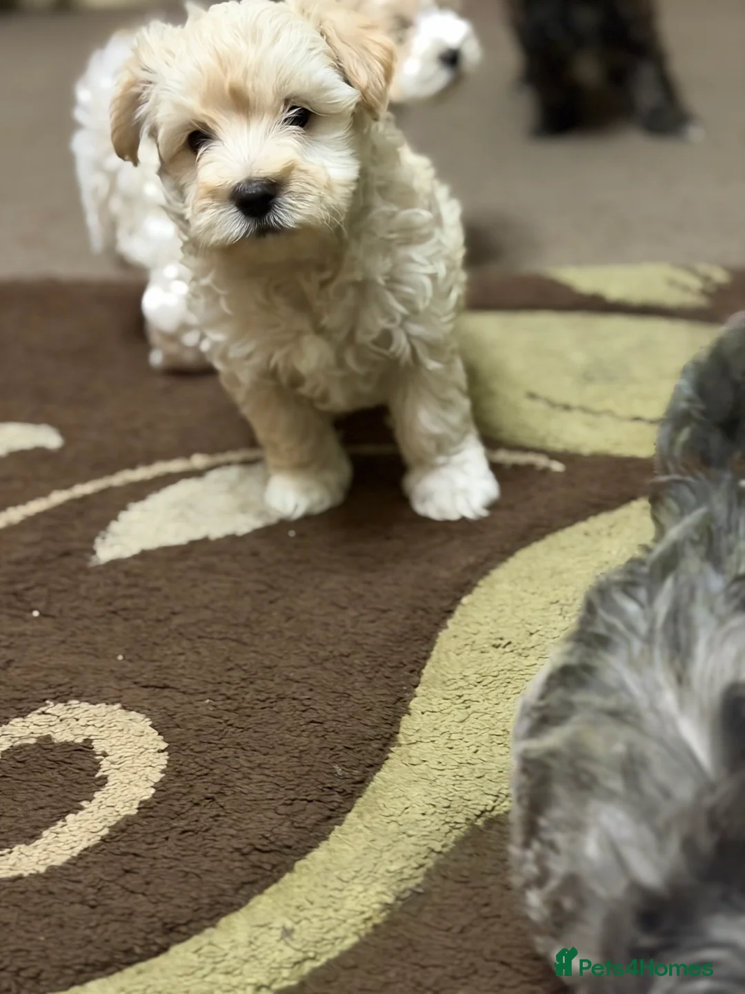 Mixed Breed dogs for sale: 🐾🐾🐾Maltipoo Puppies 🐾🐾🐾 - Advert 23